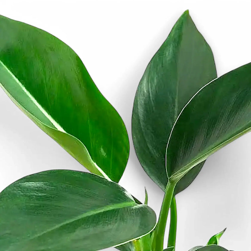 Philodendron 'Congo Apple' – Blattdetail vor weißem Hintergrund..