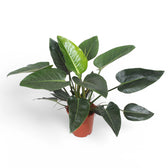 Philodendron 'Congo Green' potted houseplant in nursery pot on white background, product photo 2.