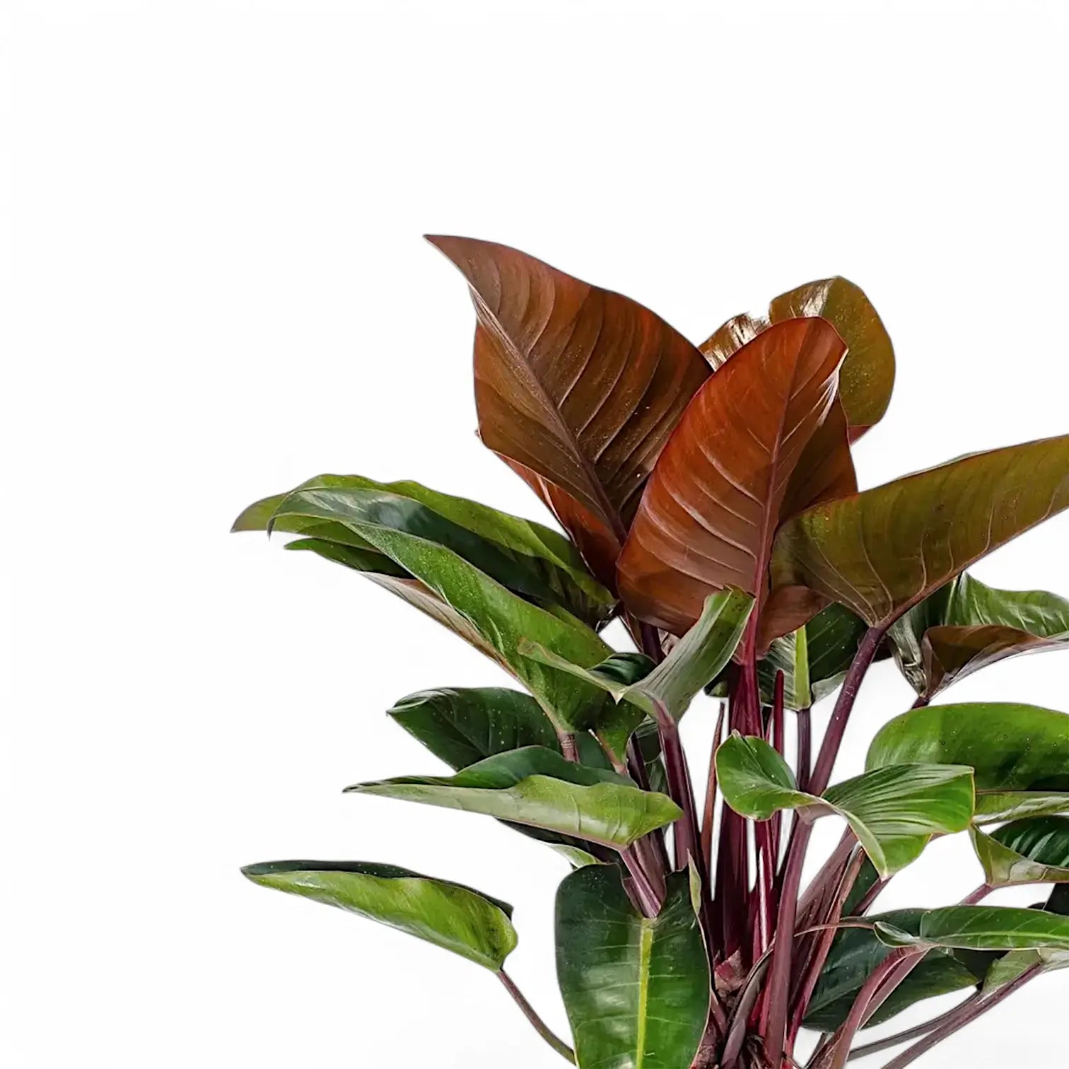 Philodendron 'Congo Rojo' – Blattdetail vor weißem Hintergrund..