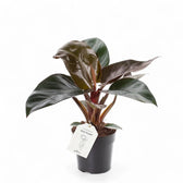 Philodendron 'Congo Rojo' Zimmerpflanze im Anzuchttopf vor weißem Hintergrund, Produktfoto 5.