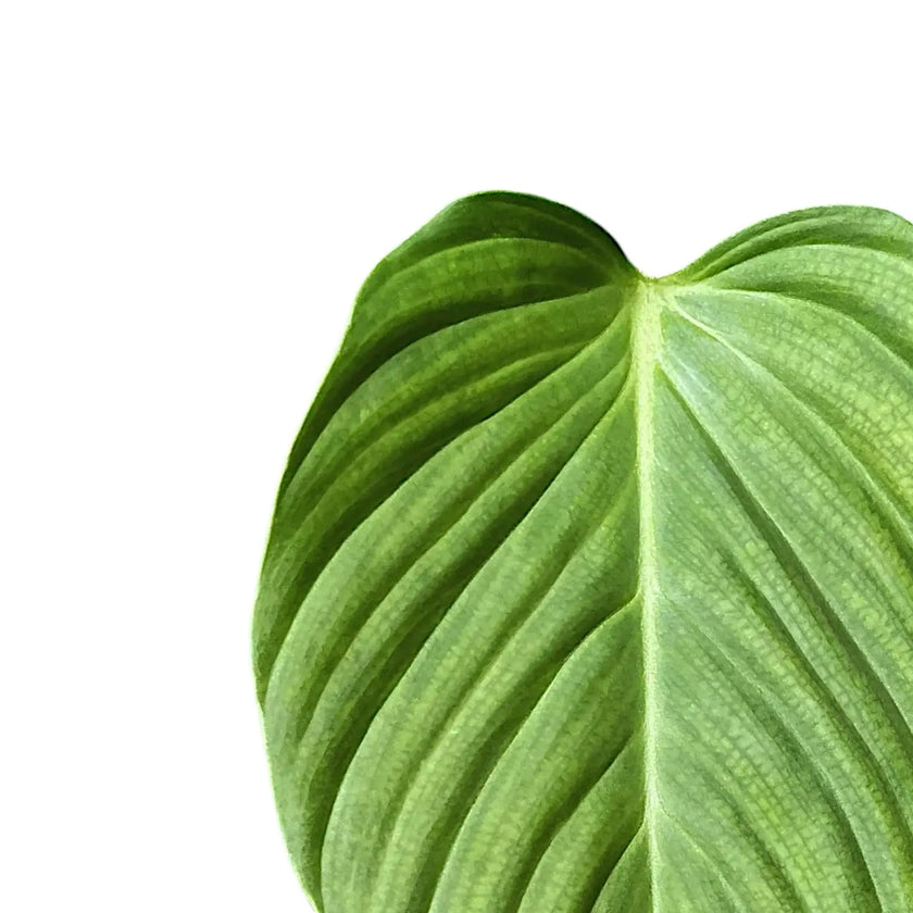 Philodendron 'Fuzzy petiole'