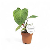 Philodendron 'Fuzzy petiole'