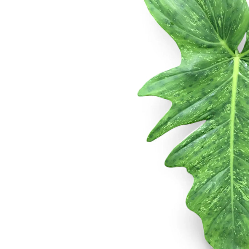 Philodendron 'Golden dragon' ('Lime Fiddle') leaf close-up on white background.