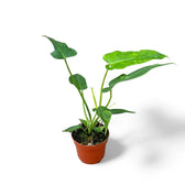 Philodendron 'Golden dragon' ('Lime Fiddle') potted houseplant in nursery pot on white background, product photo 3.