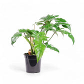 Philodendron 'Golden dragon' ('Lime Fiddle') potted houseplant in nursery pot on white background, product photo 4.