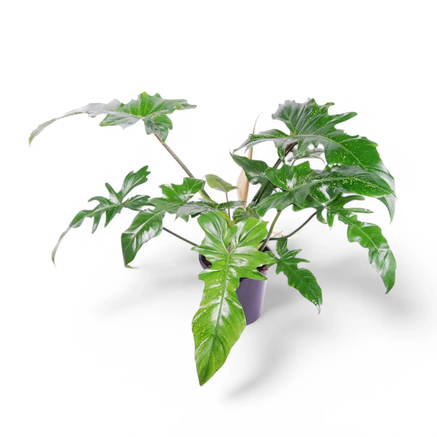 Philodendron 'Golden dragon' ('Lime Fiddle') potted houseplant in nursery pot on white background, product photo 5.