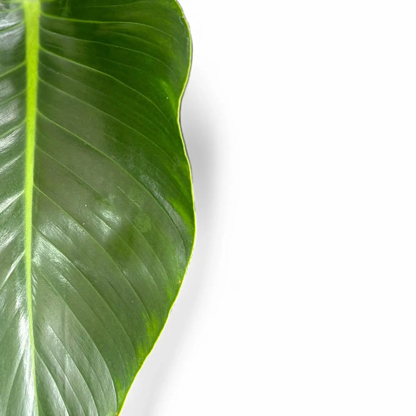 Philodendron 'Green beauty' – Blattdetail vor weißem Hintergrund..