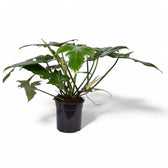 Philodendron 'Green dragon' potted houseplant in nursery pot on white background, product photo 2.