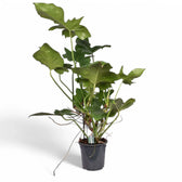 Philodendron 'Green dragon' potted houseplant in nursery pot on white background, product photo 4.