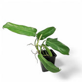 Philodendron 'Jerry Horne' potted houseplant in nursery pot on white background, product photo 3.