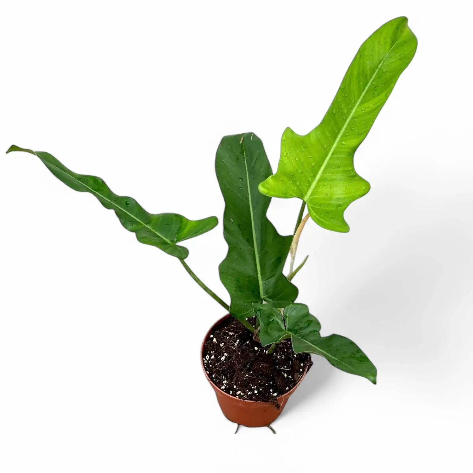 Philodendron 'Jerry Horne' potted houseplant in nursery pot on white background, product photo 5.