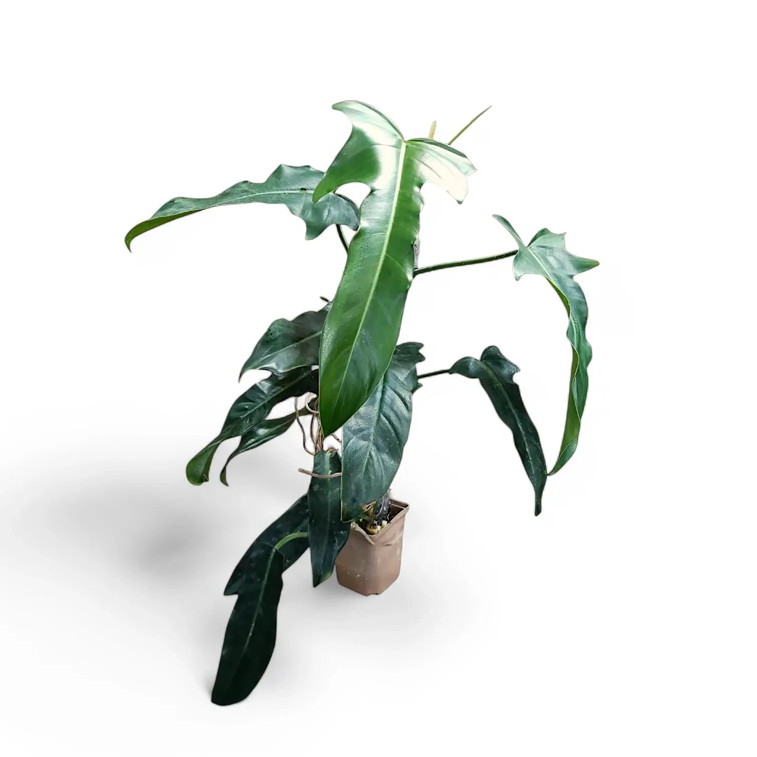 Philodendron 'Jerry Horne' potted houseplant in nursery pot on white background, product photo 6.