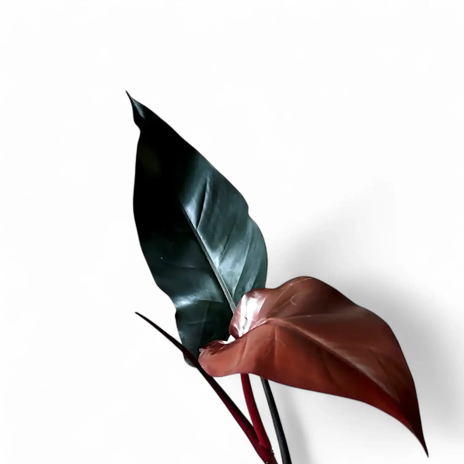 Philodendron 'Lisa' leaf close-up on white background.