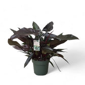 Philodendron 'Lisa' potted houseplant in nursery pot on white background, product photo 2.