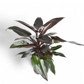 Philodendron 'Lisa' potted houseplant in nursery pot on white background, product photo 3.