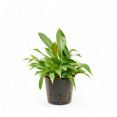 Philodendron 'Little Phil' potted houseplant in nursery pot on white background, product photo 2.