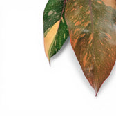 Philodendron 'Orange Princess'