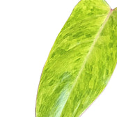 Philodendron 'Painted lady' – Blattdetail vor weißem Hintergrund..