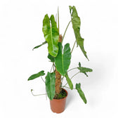 Philodendron 'Paraiso verde' – Zimmerpflanze im Kulturtopf auf weißem Hintergrund, Produktfoto 14.