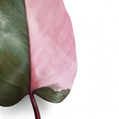 Philodendron 'Pink princess' – Blattdetail vor weißem Hintergrund..