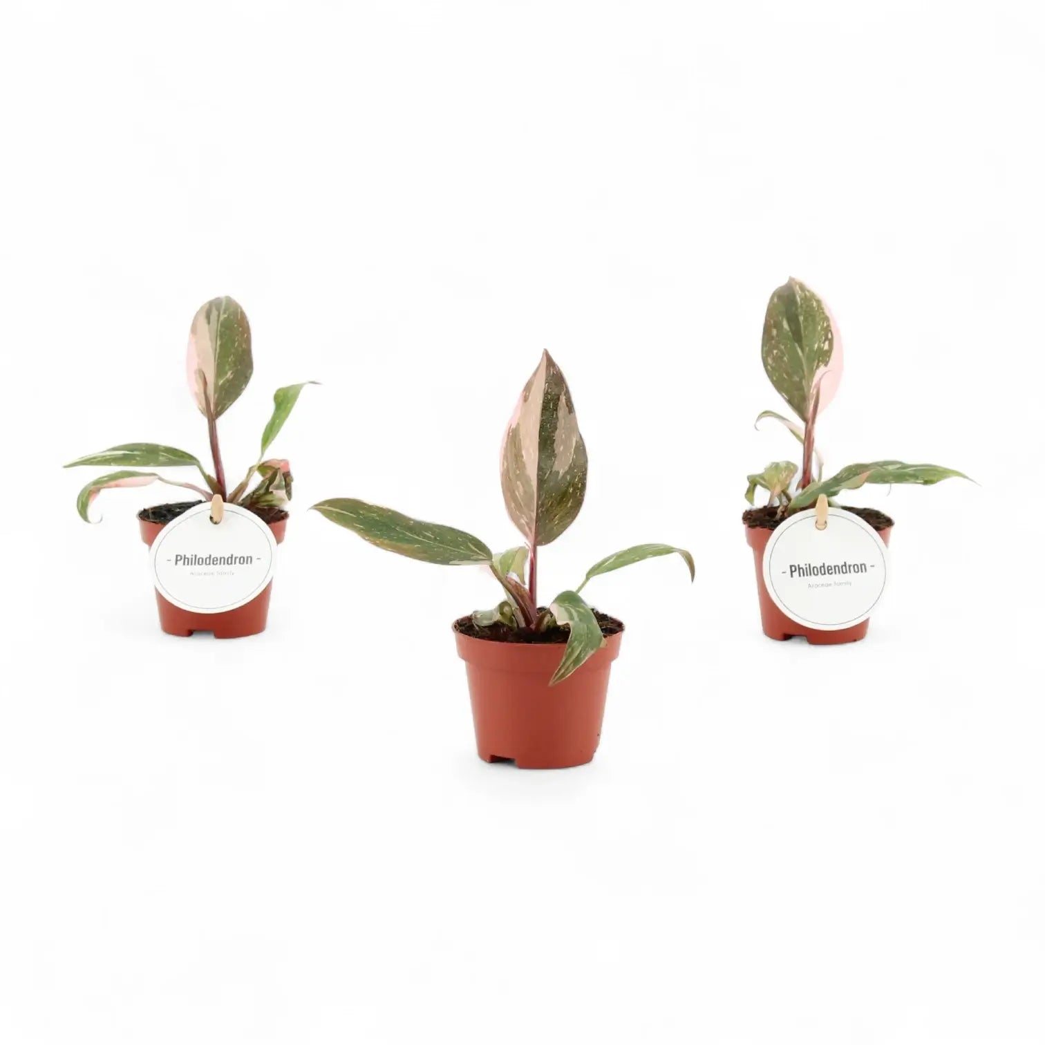 Philodendron 'Pink princess' – Zimmerpflanze im Kulturtopf auf weißem Hintergrund, Produktfoto 2.