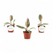 Philodendron 'Pink princess' – Zimmerpflanze im Kulturtopf auf weißem Hintergrund, Produktfoto 2.