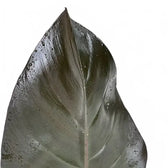 Philodendron 'Purple Congo' leaf close-up on white background.