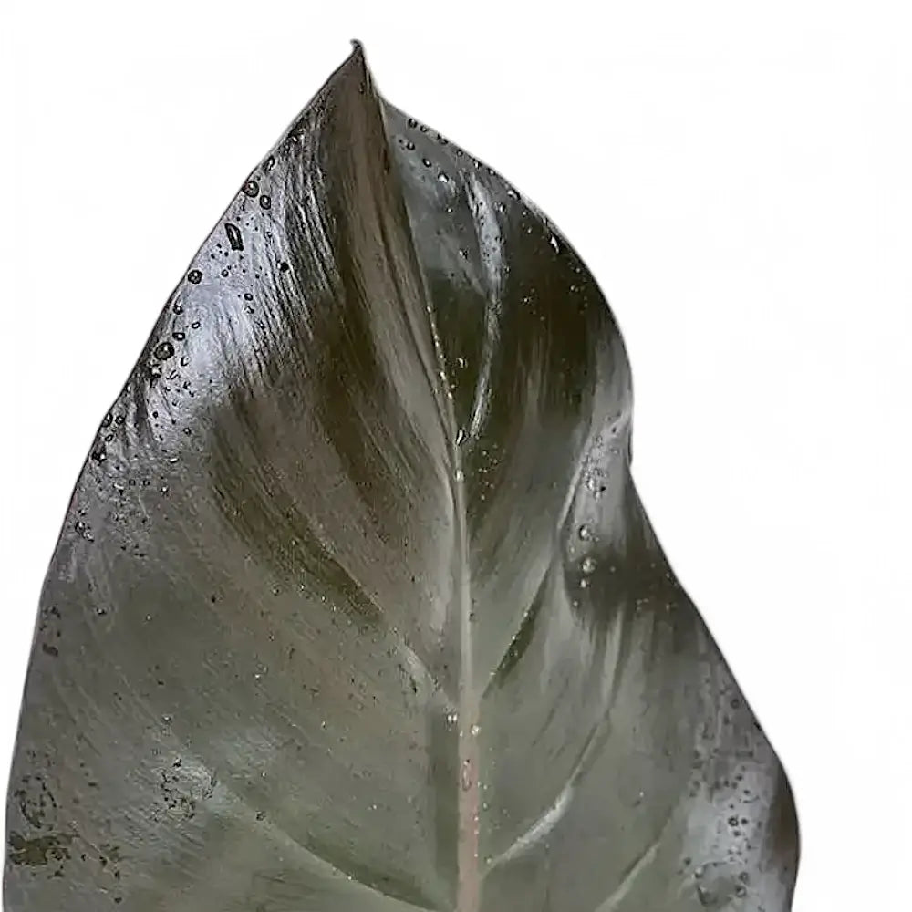 Philodendron 'Purple Congo' leaf close-up on white background.