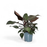 Philodendron 'Purple Congo' potted houseplant in nursery pot on white background, product photo 3.