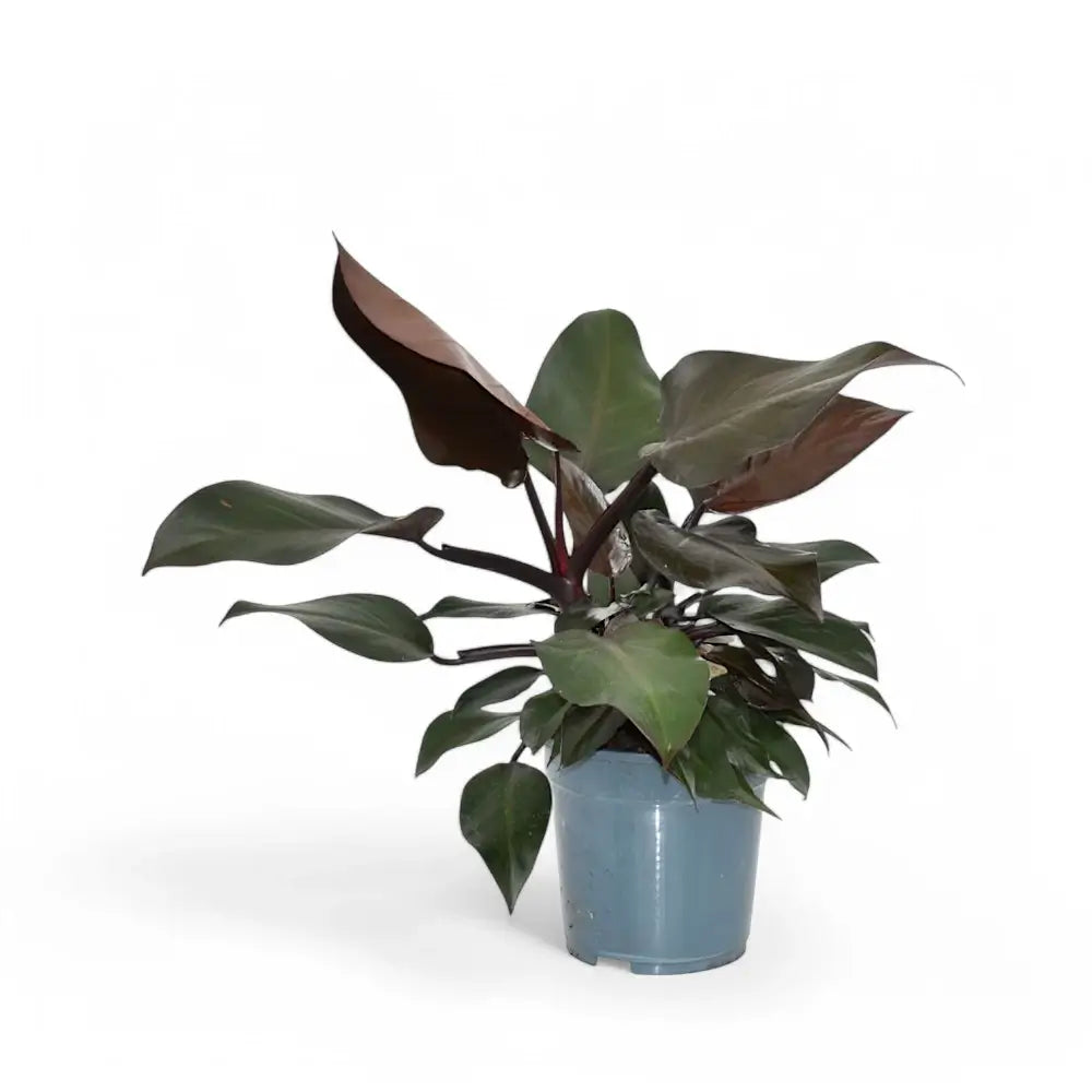 Philodendron 'Purple Congo' potted houseplant in nursery pot on white background, product photo 3.