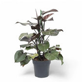 Philodendron 'Purple Congo' potted houseplant in nursery pot on white background, product photo 4.