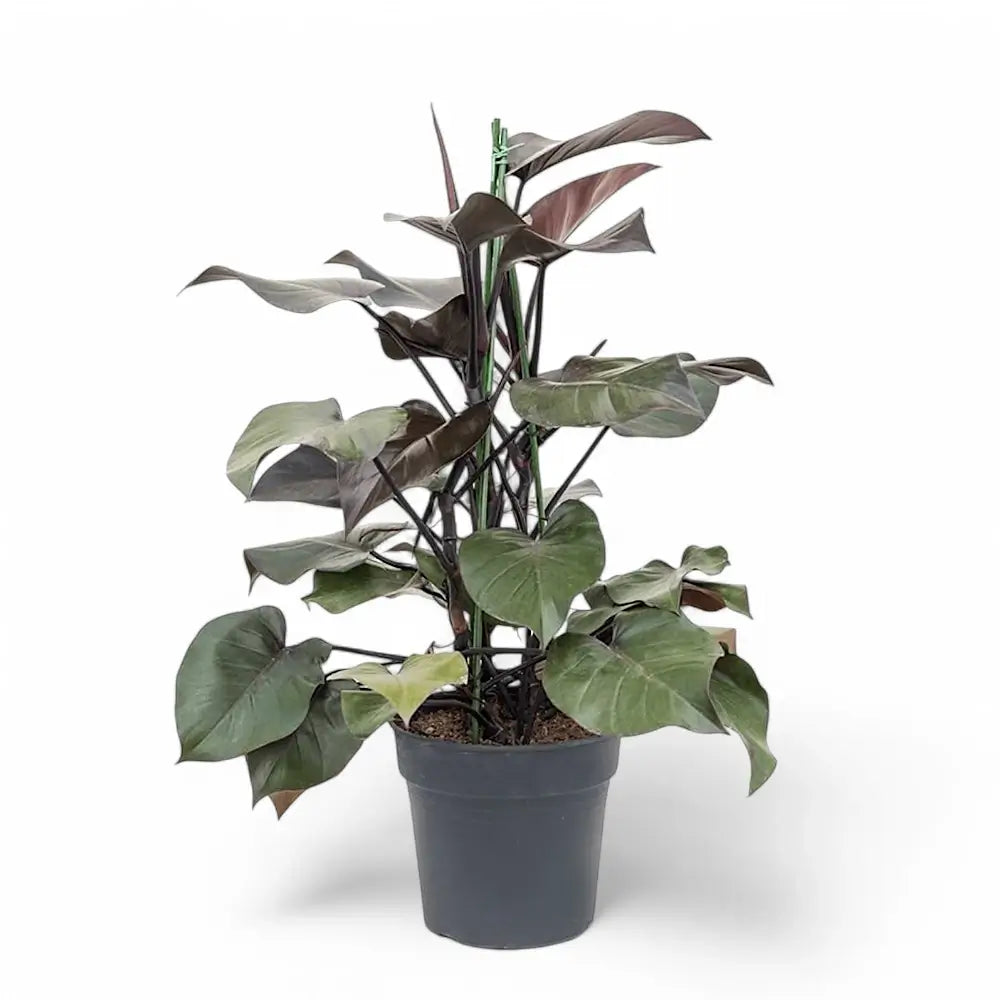 Philodendron 'Purple Congo' potted houseplant in nursery pot on white background, product photo 4.