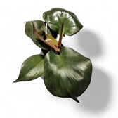 Philodendron 'Red Heart' – Blattdetail vor weißem Hintergrund..