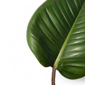Philodendron 'Red beauty' – Blattdetail vor weißem Hintergrund..