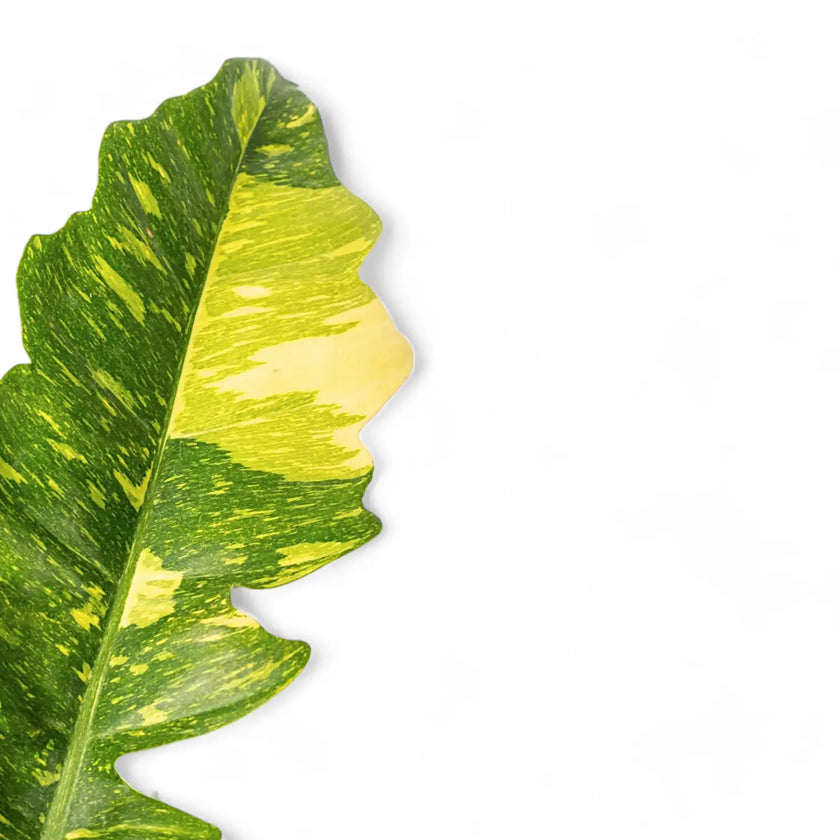 Philodendron 'Ring of fire' leaf close-up on white background.