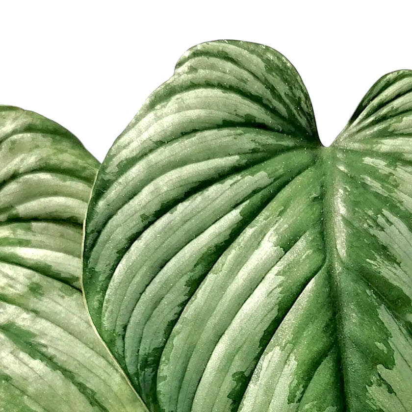 Philodendron 'Silver cloud' leaf close-up on white background.
