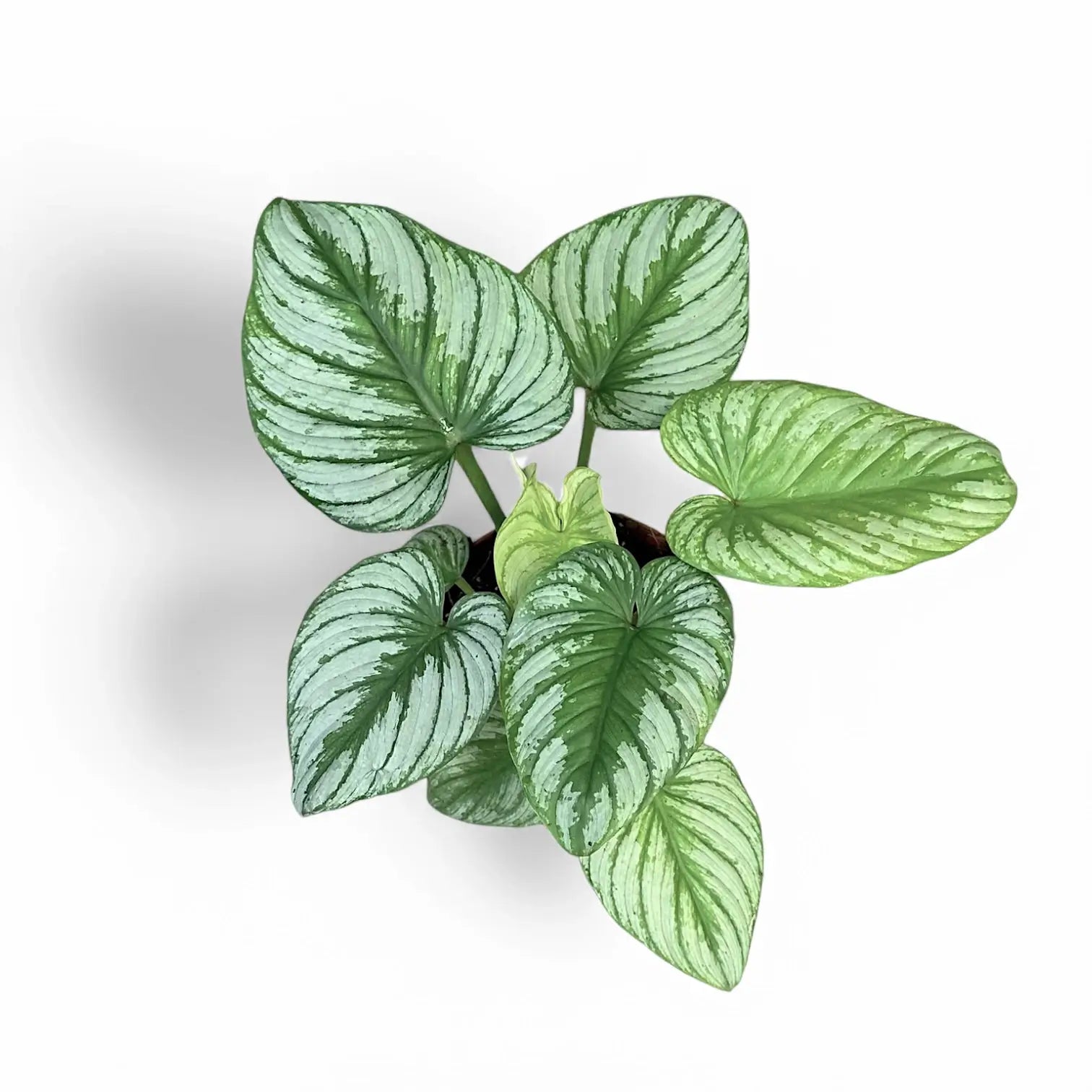 Philodendron 'Silver cloud' potted houseplant in nursery pot on white background, product photo 3.