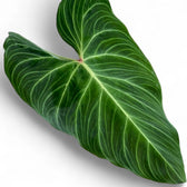 Philodendron 'Splendid' (verrucosum x melanochrysum) leaf close-up on white background.