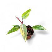 Philodendron 'Strawberry shake' ('Red Emerald' variegata) potted houseplant in nursery pot on white background, product photo 3.