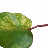 Philodendron 'Strawberry shake' ('Red Emerald' variegata) potted houseplant in nursery pot on white background, product photo 4.