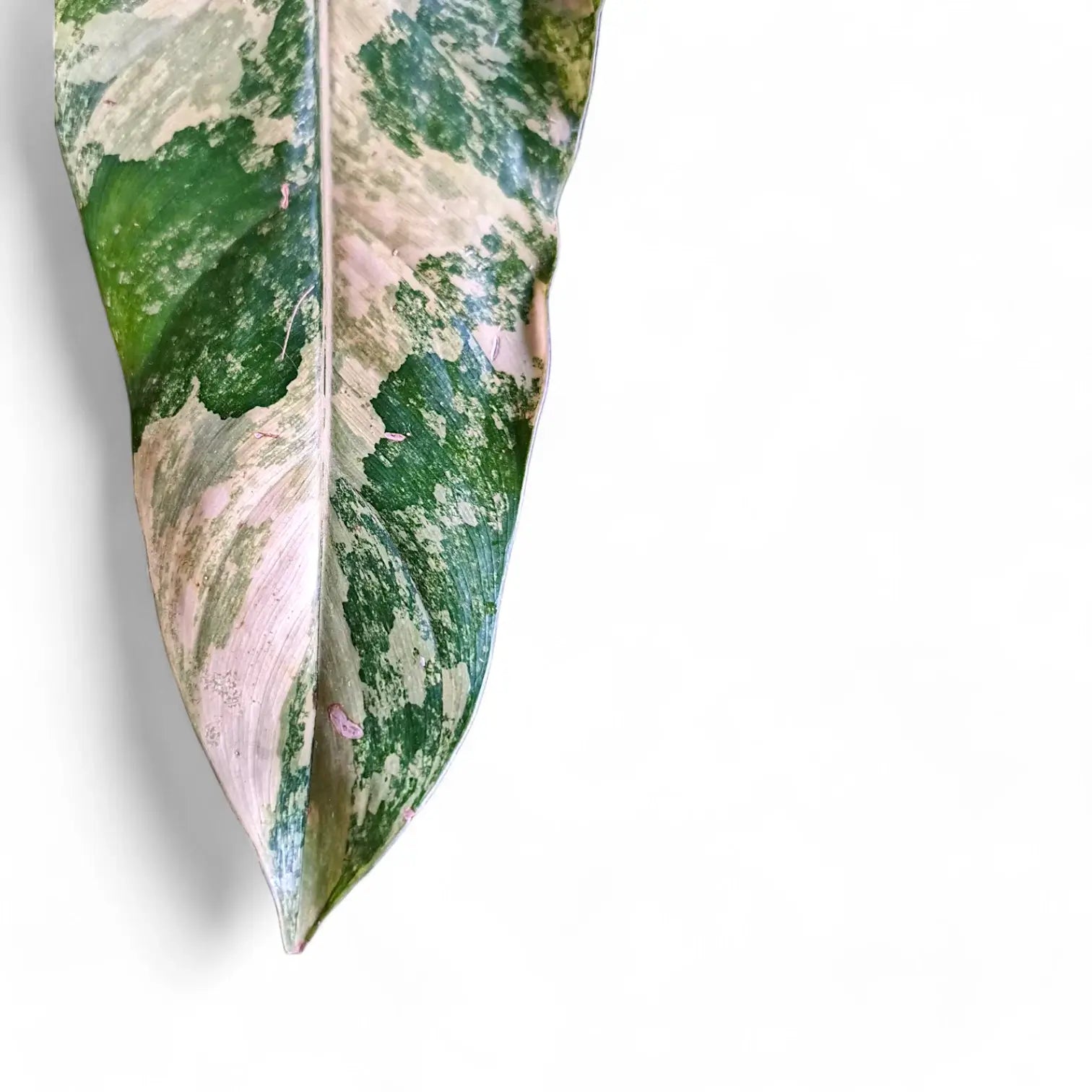 Philodendron 'Strawberry shake' ('Red Emerald' variegata) potted houseplant in nursery pot on white background, product photo 5.