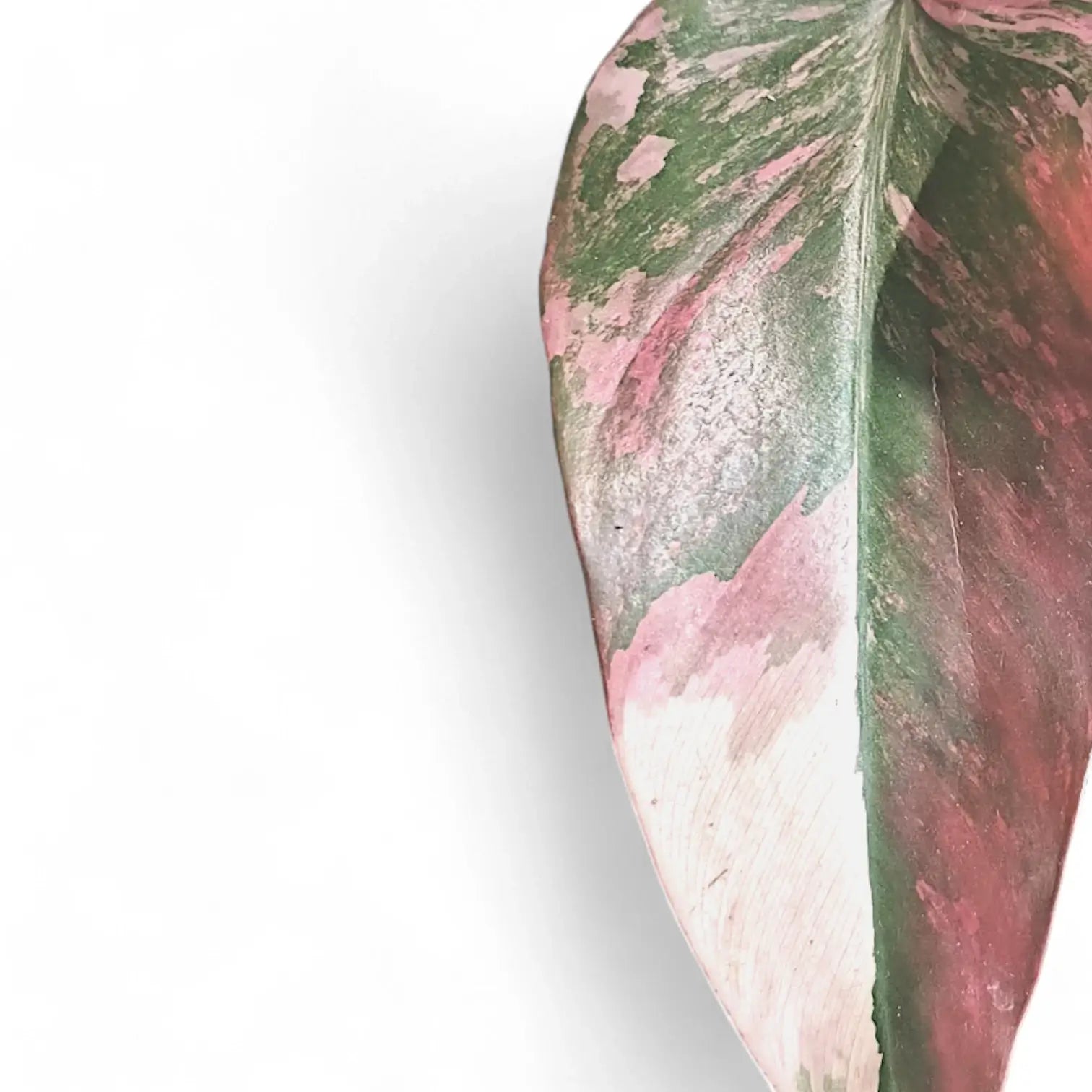 Philodendron 'Strawberry shake' ('Red Emerald' variegata) potted houseplant in nursery pot on white background, product photo 6.