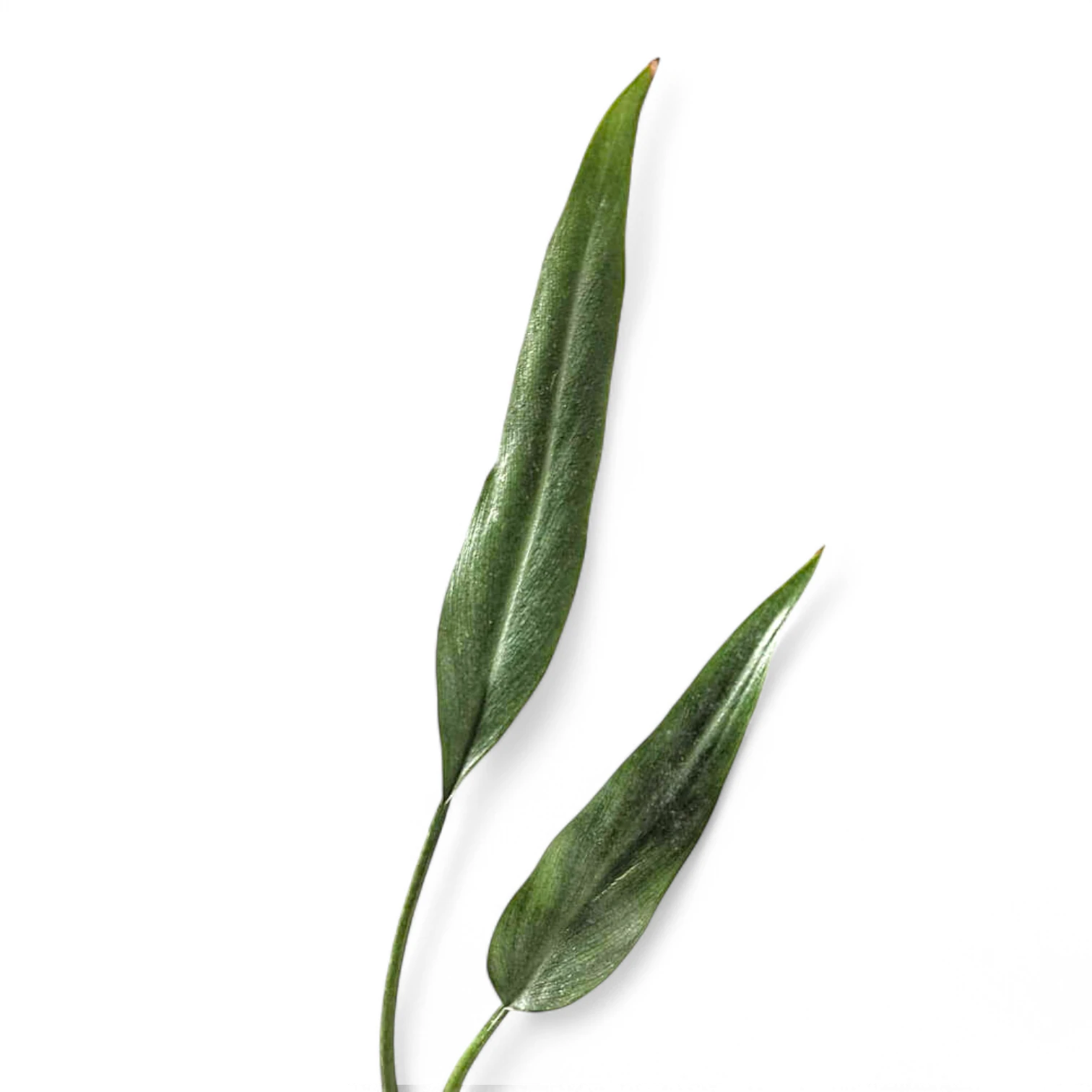 Philodendron 'Sucre's Slim' leaf close-up on white background.