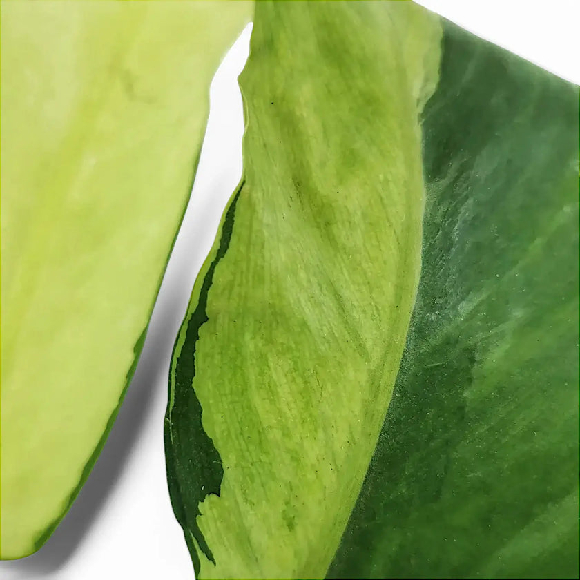 Philodendron 'Thai sunrise' leaf close-up on white background.