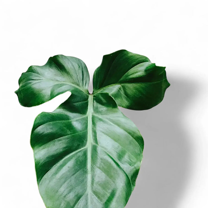 Philodendron barrosoanum leaf close-up on white background.