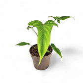 Philodendron barrosoanum potted houseplant in nursery pot on white background, product photo 2.