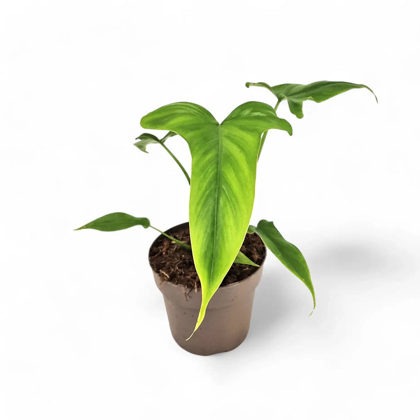 Philodendron barrosoanum potted houseplant in nursery pot on white background, product photo 2.