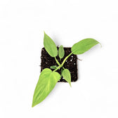Philodendron barrosoanum potted houseplant in nursery pot on white background, product photo 3.