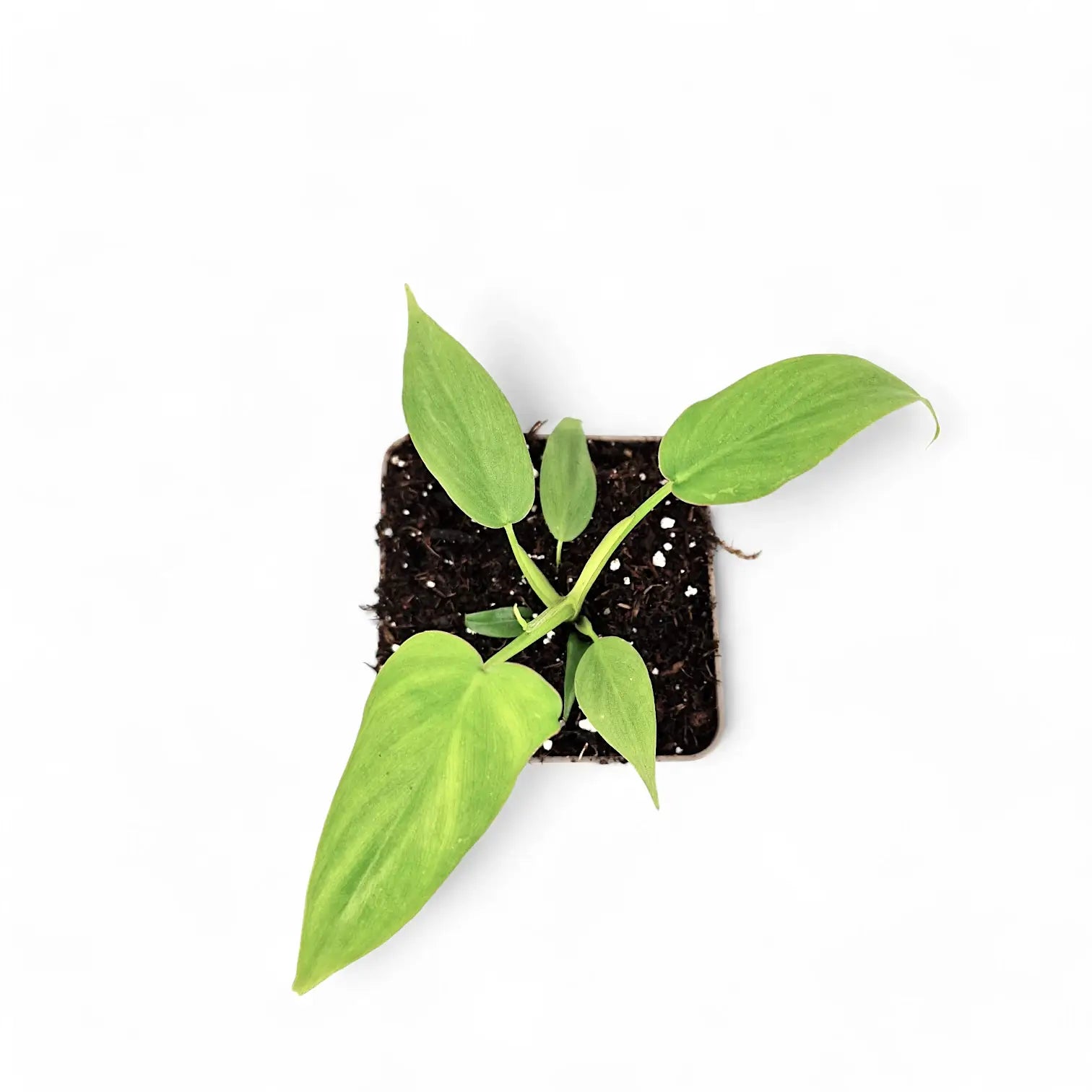 Philodendron barrosoanum potted houseplant in nursery pot on white background, product photo 3.