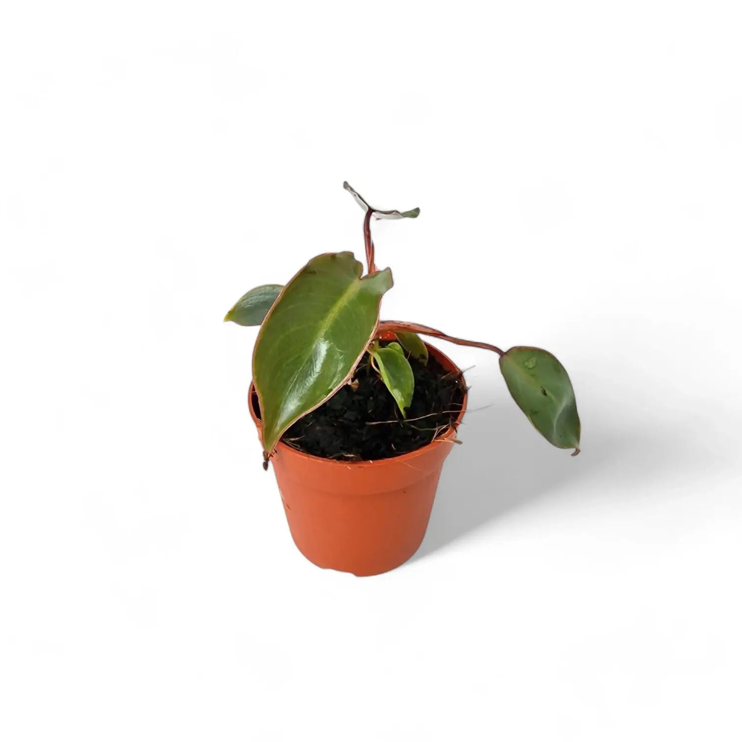Philodendron billietiae x atabapoense potted houseplant in nursery pot on white background, product photo 2.